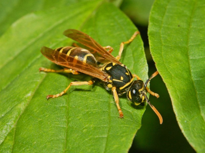 Polistes dominula, Vespidae